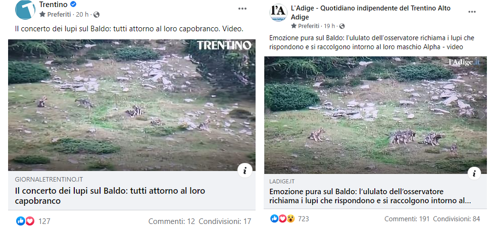 Imita l’ululato per fare un video al branco di lupi (che si allarmano), gli esperti: “Comportamenti intollerabili”